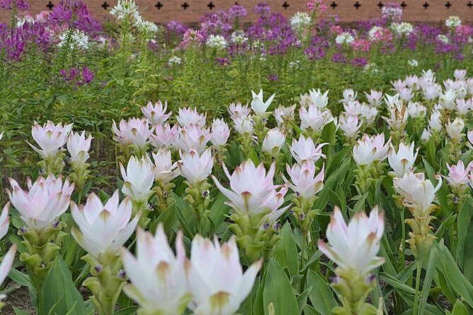 Chiangmai Grand Canyon and Royal Flora Rajapruk - The Floral Wonder at Royal Flora Rajapruk