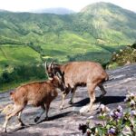 Chinnar Wild-life Visiting Tour (Eravikulam National Park) - Authentic Experiences and Practical Details