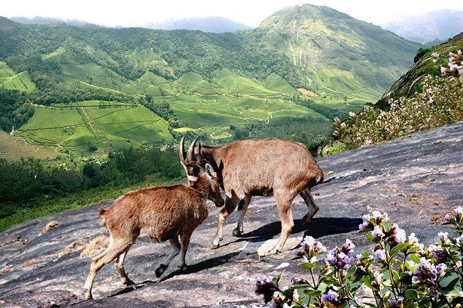 Chinnar Wild-life Visiting Tour (Eravikulam National Park) - Authentic Experiences and Practical Details