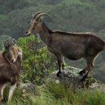 Chinnar wild valley experience day tour ( By Munnar Info) - Practical Tips for the Tour