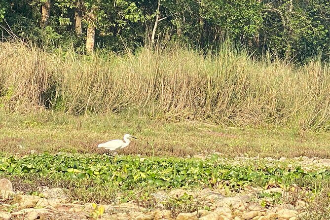 Chitwan Jungle Safari Tour - Who Is This Tour Best For?