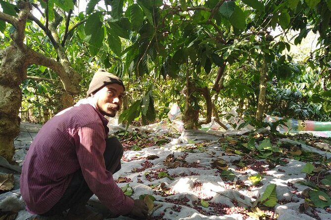 Classic Coorg Coffee Plantation experience - Final Thoughts: Is It Worth It?