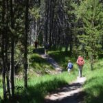 Classic Yellowstone Hike to the Shores of Lake Shoshone (Private - What to Expect on the Trail
