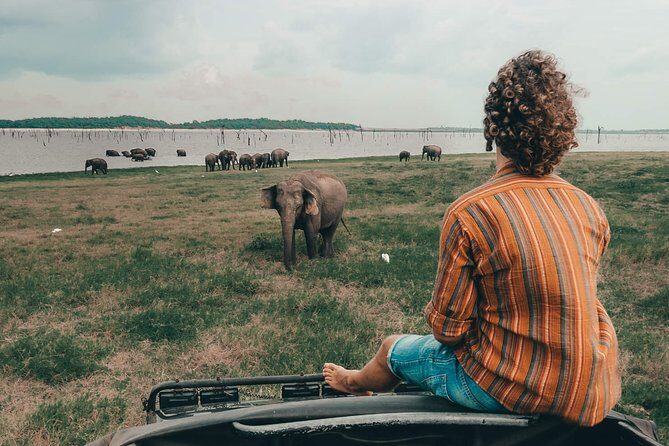 Colombo to Trincomalee Shuttle & Safari Drive - Authentic Experiences That Make a Difference