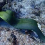 Coral Reef Half Day Snorkel Trip - Final Thoughts: Is It Worth It?