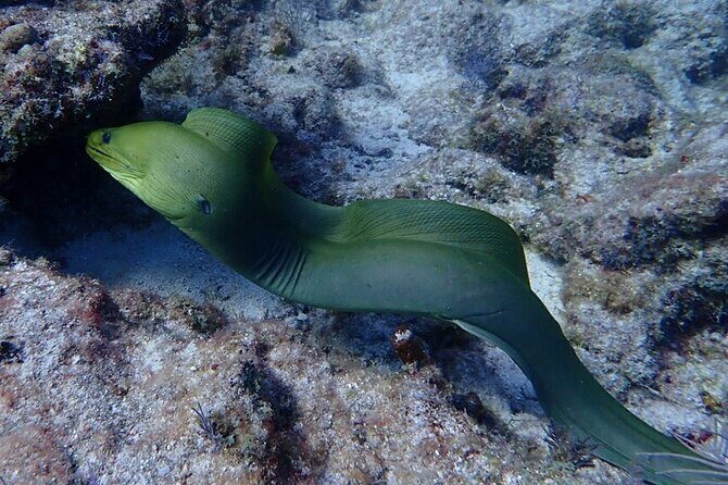 Coral Reef Half Day Snorkel Trip - Final Thoughts: Is It Worth It?