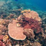 Coron Island Tour B (Shared Tour) - Frequently Asked Questions (FAQs)