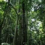 Cuc Phuong National Park Private Day Tour: Trekking & Primates - FAQs