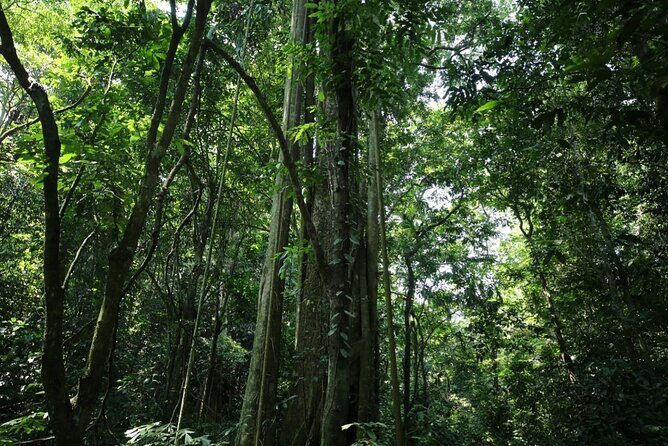 Cuc Phuong National Park Private Day Tour: Trekking & Primates - FAQs