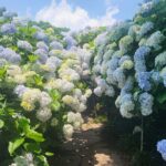 Customized private tour in Jeju island - Final Thoughts