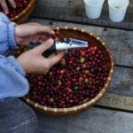 Dalat's countryside|Coffee Plantations Tour beyond Elephant falls - FAQ