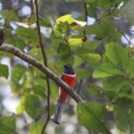 Dandeli Bird Photography Tour - Why This Tour Is Worth Considering