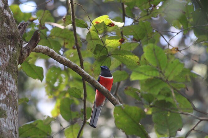 Dandeli Bird Photography Tour - Why This Tour Is Worth Considering