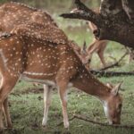 Day Excursion to Yala National Park From Colombo - The Itinerary: A Day Packed with Highlights