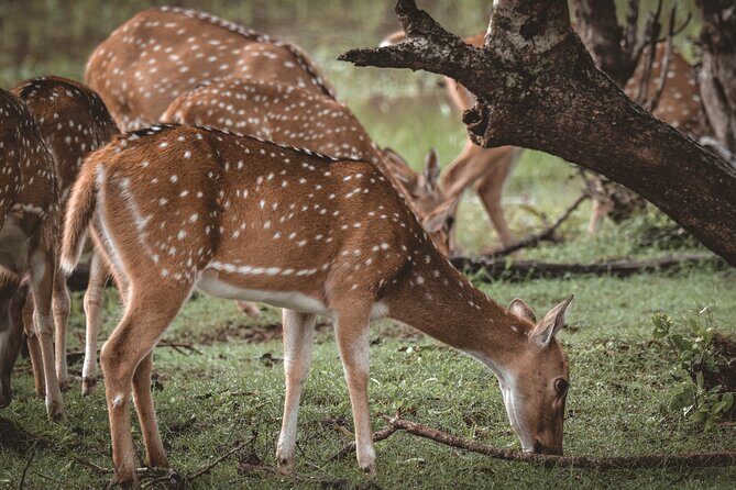 Day Excursion to Yala National Park From Colombo - The Itinerary: A Day Packed with Highlights