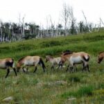 Day Tour of Hustai National Park - Duration and Price: What’s the Value?