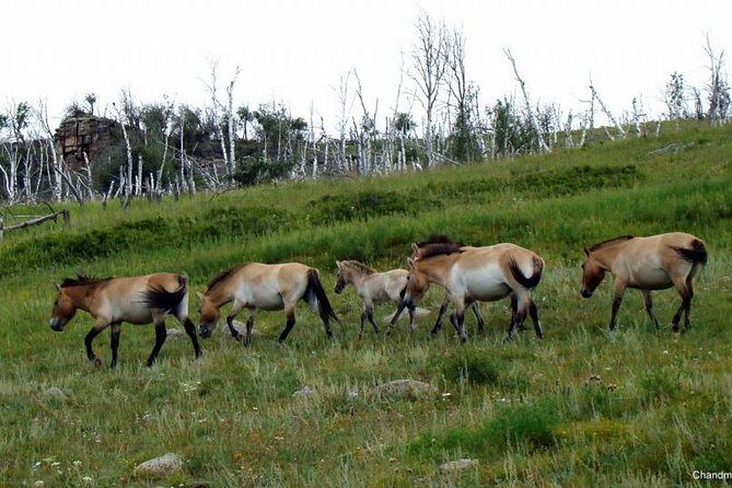 Day Tour of Hustai National Park - Duration and Price: What’s the Value?