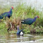 Day Tour to Anawilundawa Wetland Sanctuary - Authentic Experiences and Insights from Reviewers