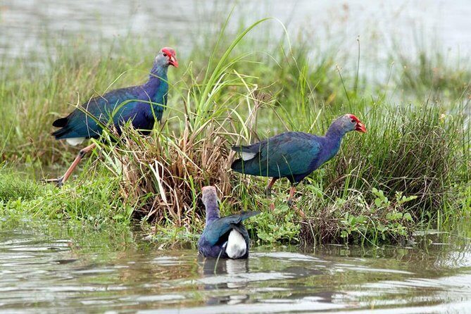 Day Tour to Anawilundawa Wetland Sanctuary - Authentic Experiences and Insights from Reviewers