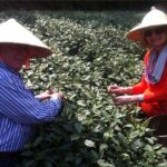 Day Tour to Discover the Secrets of Hangzhou's Tea Culture - Why This Tour Offers Great Value