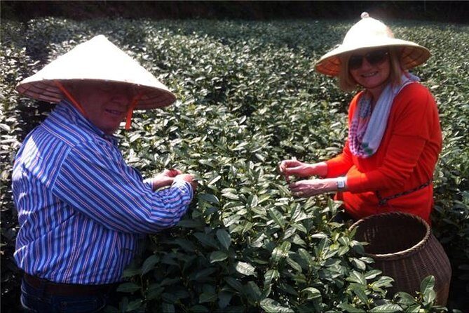 Day Tour to Discover the Secrets of Hangzhou's Tea Culture - Why This Tour Offers Great Value