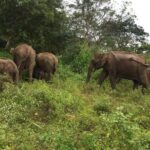 Day Tour to Sigiriya, Dambulla & Minneriya National Park - A Detailed Look at the Tour Experience