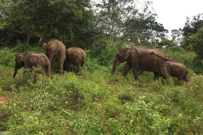 Day Tour to Sigiriya, Dambulla & Minneriya National Park - A Detailed Look at the Tour Experience