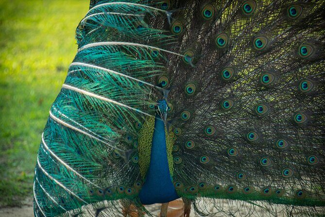 Day Tour to Wilpattu National Park from Colombo - Authenticity and Personalization