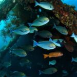 Day Trip certified divers - 3 Dives in Tulamben (pick-up & drop-off included) - Who Should Consider This Tour?
