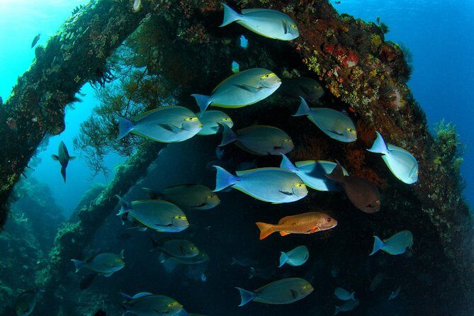 Day Trip certified divers - 3 Dives in Tulamben (pick-up & drop-off included) - Who Should Consider This Tour?