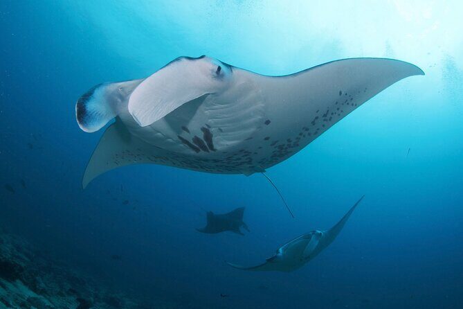Day Trip Discover Scuba dive in Nusa Penida 2 dives (From Sanur - South Bali) - Who Is This Tour Best For?
