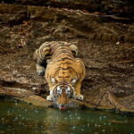 Day Trip from Jaipur to Ranthambore Safari - Practical Tips for Making the Most of Your Tour