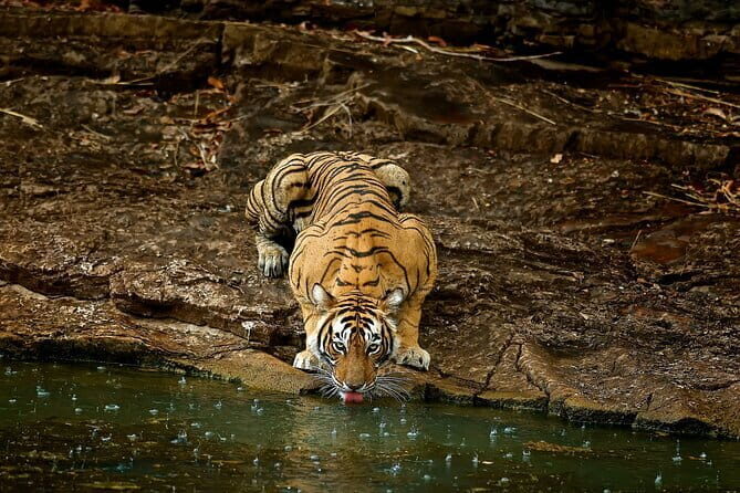 Day Trip from Jaipur to Ranthambore Safari - Practical Tips for Making the Most of Your Tour