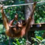 Day Trip Sepilok Orang Utan & Labuk Bay Proboscis Monkey - Authentic Encounters Based on Traveler Feedback