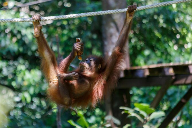 Day Trip Sepilok Orang Utan & Labuk Bay Proboscis Monkey - Authentic Encounters Based on Traveler Feedback