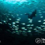 Day Trip Snorkeling in Tulamben - Explore Liberty Wreck (pick up in South Bali) - What Makes This Tour Stand Out?