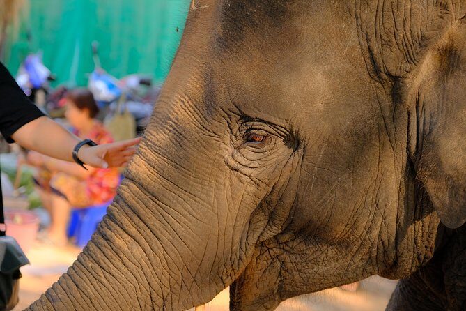 Day Trip to an Elephant Conservation and Care Center near Agra - The Impact of Your Visit