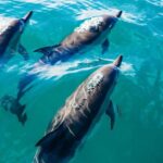 Day Trip to Key West with Optional Activities from Miami - The Journey to Key West: What the Itinerary Really Looks Like