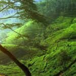 Day Trip to Nuwara Eliya with Kingfisher Tours - What’s Included and What’s Not