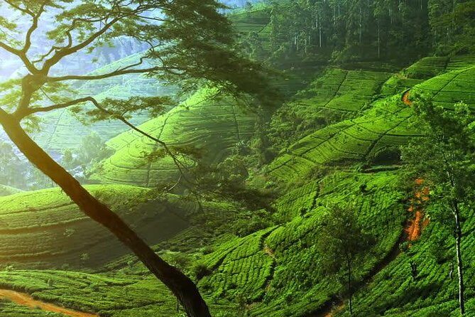 Day Trip to Nuwara Eliya with Kingfisher Tours - What’s Included and What’s Not