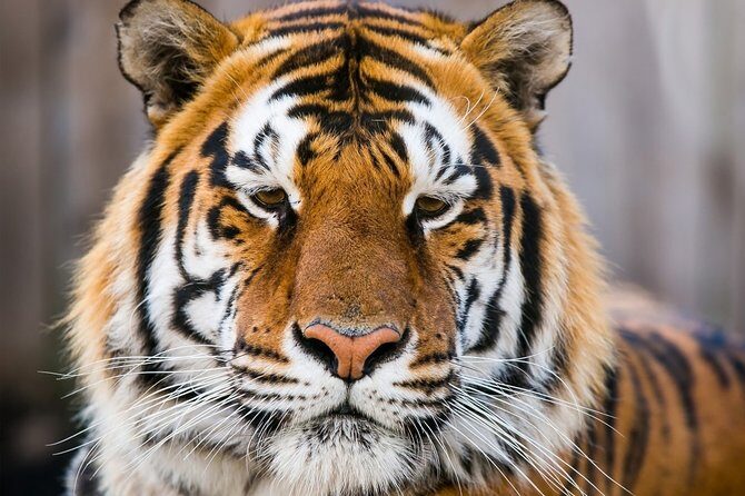 Day Trip to Ranthambore Tiger Safari from Jaipur - Who Should Consider This Tour?
