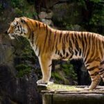 Delhi Agra Jaipur Tour with Ranthambore Wildlife Safari - Analyzing the Cost and Value