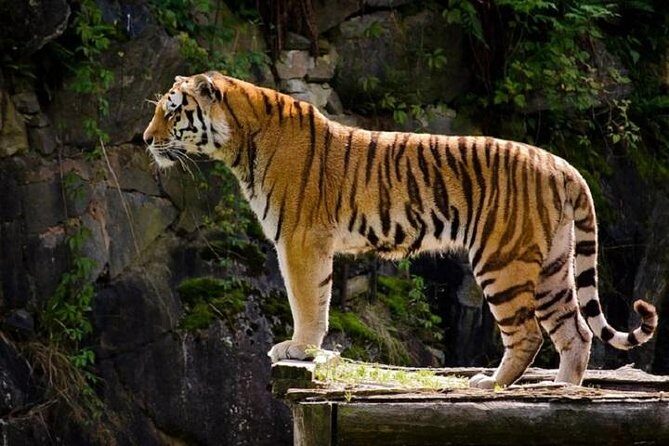 Delhi Agra Jaipur Tour with Ranthambore Wildlife Safari - Analyzing the Cost and Value