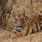 Delhi Zoo White Tigers & lions with Old Fort Visit - Insights from Real Travelers