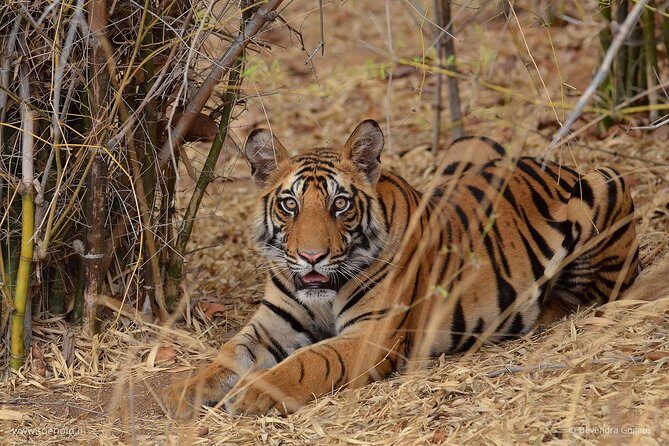 Delhi Zoo White Tigers & lions with Old Fort Visit - Insights from Real Travelers