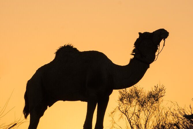 Deluxe Desert Experience & Cultural Night - Returning to Jaisalmer: The Final Day