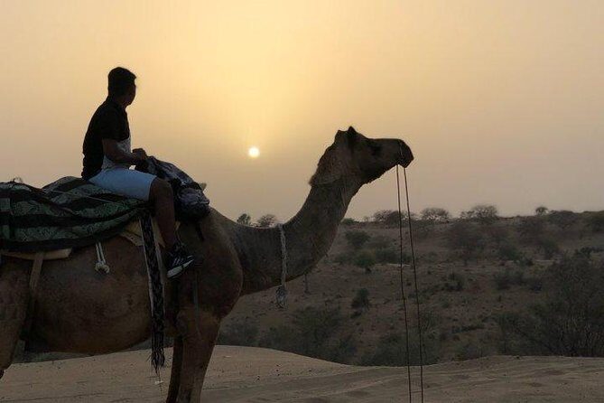 Desert Camel Safari Day Tour In Jodhpur - Final thoughts: who should consider this tour?