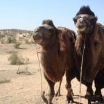 Desert Yurt Camp tour - 2 days (shared) - Who Should Consider This Tour?