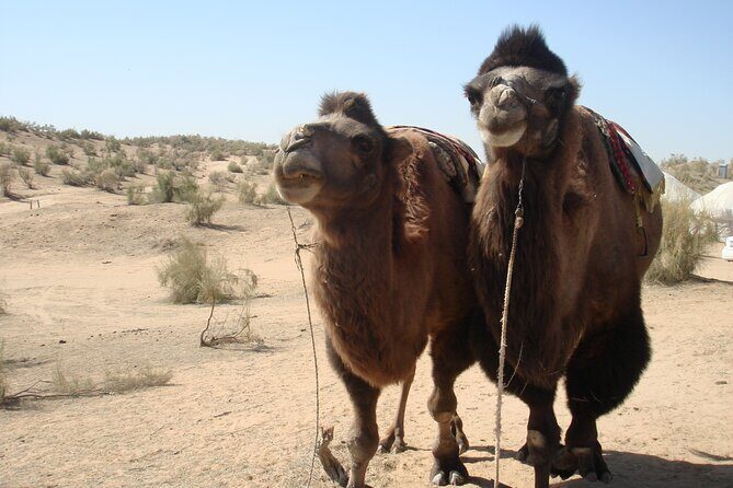 Desert Yurt Camp tour - 2 days (shared) - Who Should Consider This Tour?