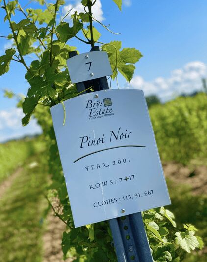 Designated Driver For Wine Tours - Traverse City - The Itinerary & Stops